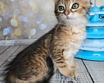 Кошки в Москве: Котёнок необычного окраса в добрые руки Мальчик, Бесплатно - фото 4