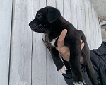 Собаки в Чехове: Чернышка Мальчик, 99 руб. - фото 5