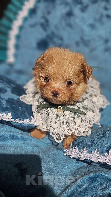 Собаки в Химках: Мальтипу мини мальчик Мальчик, 140 000 руб. - фото 5
