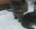 Кошки в других городах Ростовской области: Продаются  котята 😺 Разнополые, 1 000 руб. - фото 4