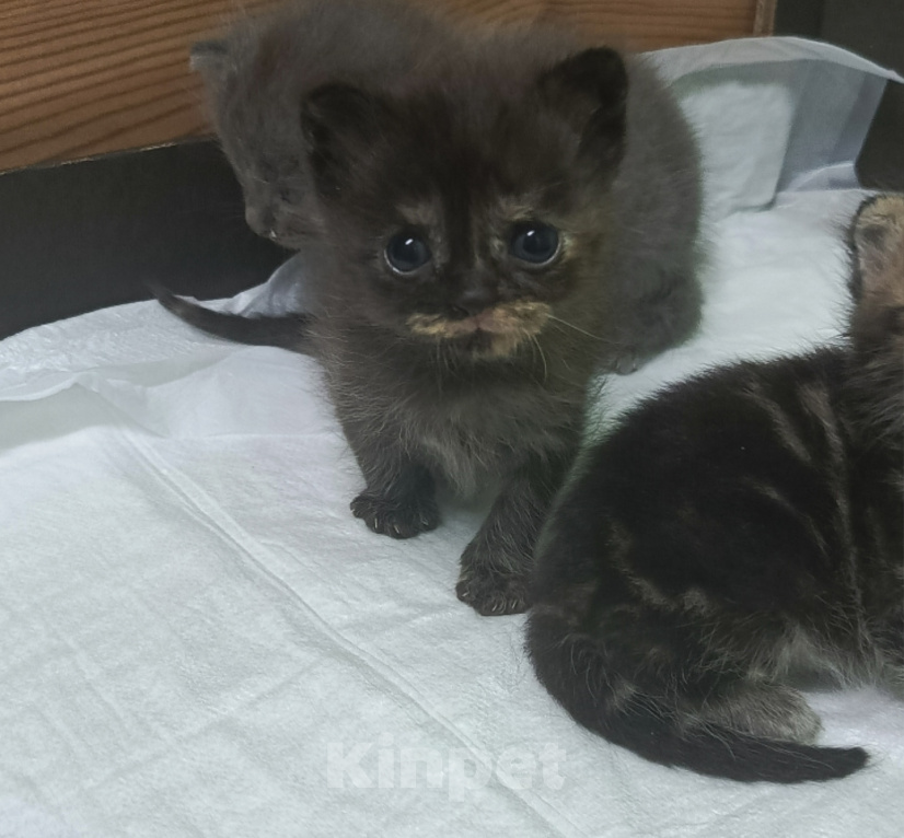 Кошки в других городах Ростовской области: Продаются  котята 😺 Разнополые, 1 000 руб. - фото 4