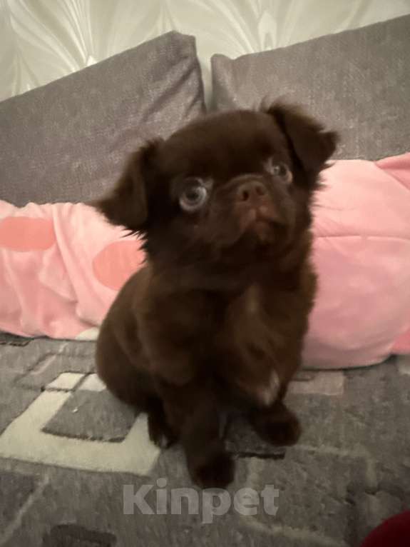 Собаки в Уфе: щенок чихуахуа Мальчик, 23 000 руб. - фото 1