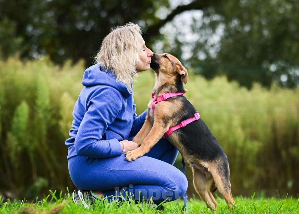 Собаки в других городах Московской области: Тот, кто украдет Ваше сердце:) Мальчик, Бесплатно - фото 7