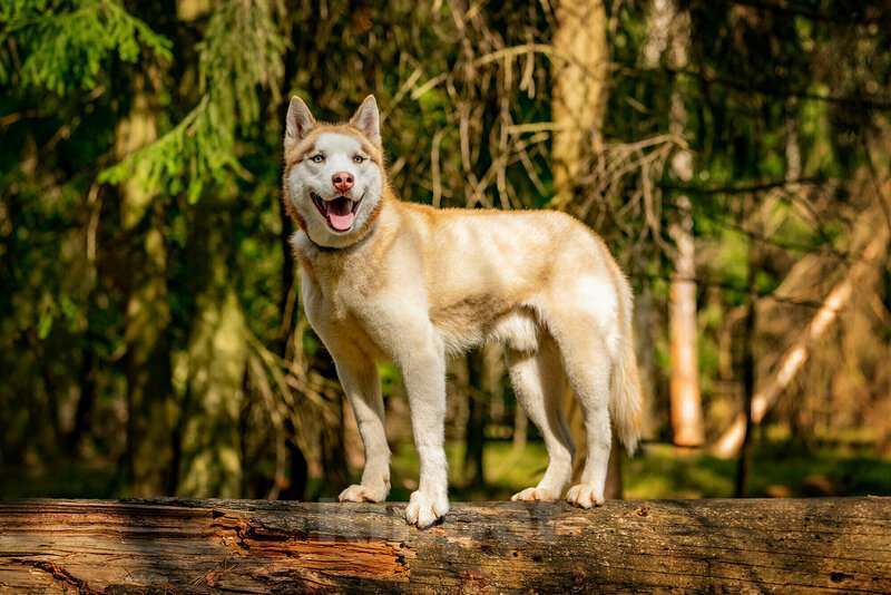Собаки в Москве: Красавчик хаски Харт в добрые руки Мальчик, Бесплатно - фото 7