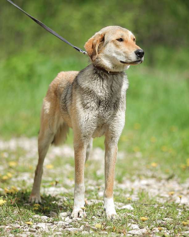 Собаки в Москве: Катрёна, метис гончей в приюте Девочка, Бесплатно - фото 5