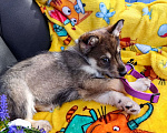 Собаки в Балашихе: щенок сибирской хаски волчак, девочка Девочка, 100 руб. - фото 3