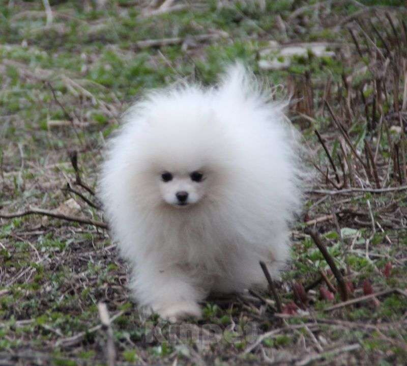 Собаки в Москве: Белоснежный подрощенный м альчишка Мальчик, 60 000 руб. - фото 3