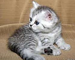 Кошки в Иркутске: Продам чистокровного британского котёнка. Девочка, 20 000 руб. - фото 1