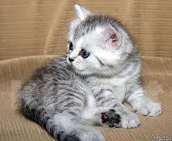 Кошки в Иркутске: Продам чистокровного британского котёнка. Девочка, 20 000 руб. - фото 1