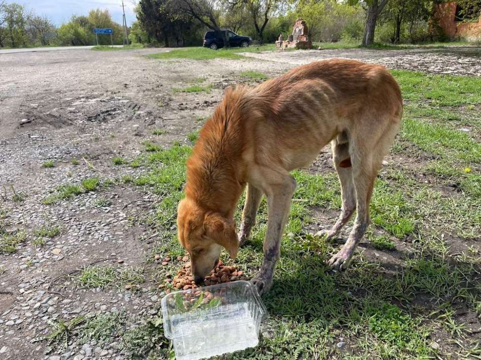 Собаки в Москве: Несчастный почти слепой пёс Малыш ищет доброе сердце Мальчик, 10 руб. - фото 7