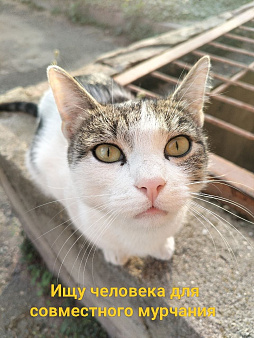 Домашний кот выживает на улице