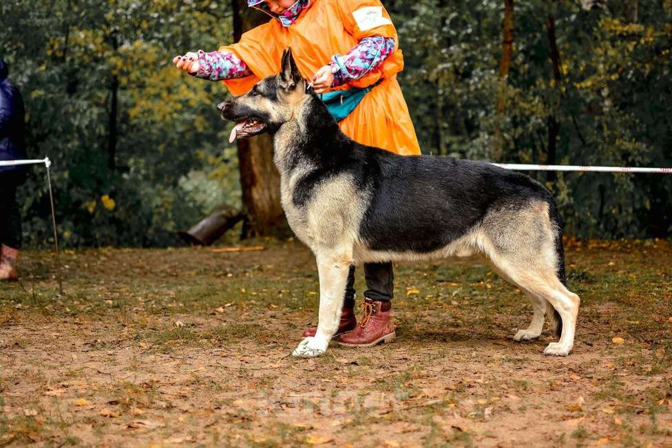 Собаки в Балашихе: Щенки ВЕО Девочка, 40 000 руб. - фото 9