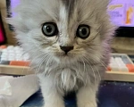Кошки в Екатеринбурге: Кошечка шотландская скоттиш страйт Девочка, Бесплатно - фото 2