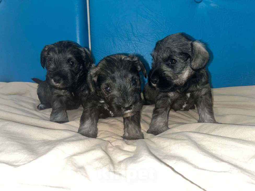 Собаки в Уфе: Щенок цвергшнауцера  Девочка, 50 000 руб. - фото 2