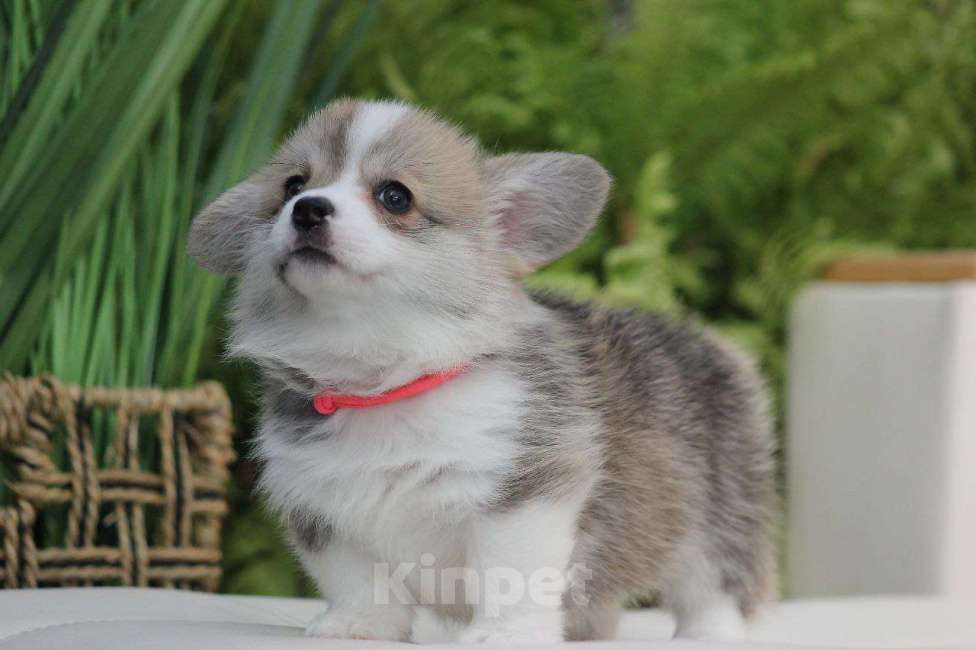 Собаки в других городах Краснодарского края: Принцесса Леди Ди корги щенок Девочка, 95 000 руб. - фото 4