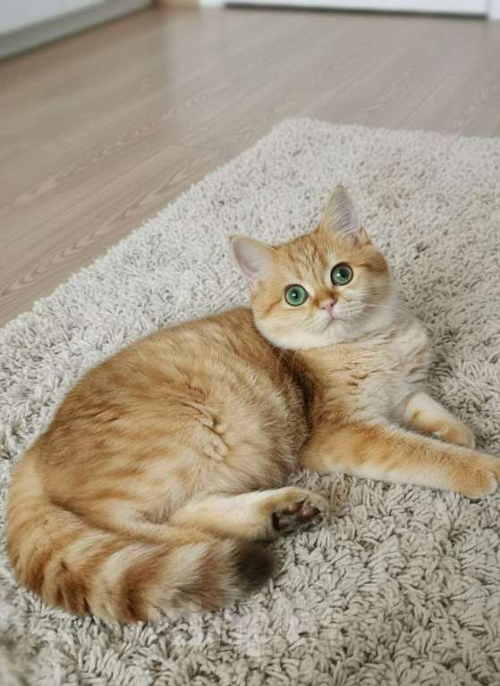 Кошки в Москве: Фисташка Девочка, 35 000 руб. - фото 2