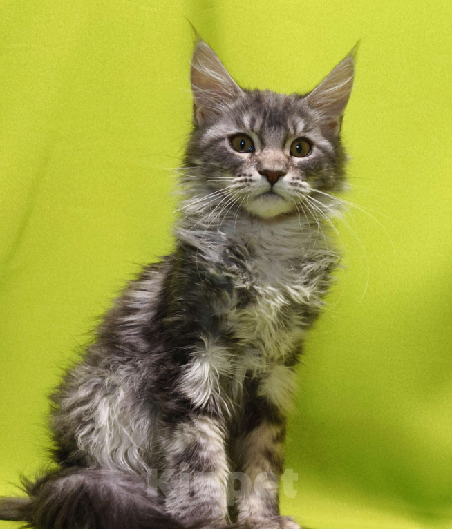 Кошки в Москве: Котенок Мейн-Кун Девочка Девочка, 47 000 руб. - фото 7