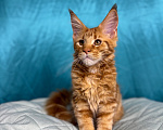 Кошки в Москве: Мейн-кун котёнок мальчик красный мраморный Мальчик, 35 000 руб. - фото 4