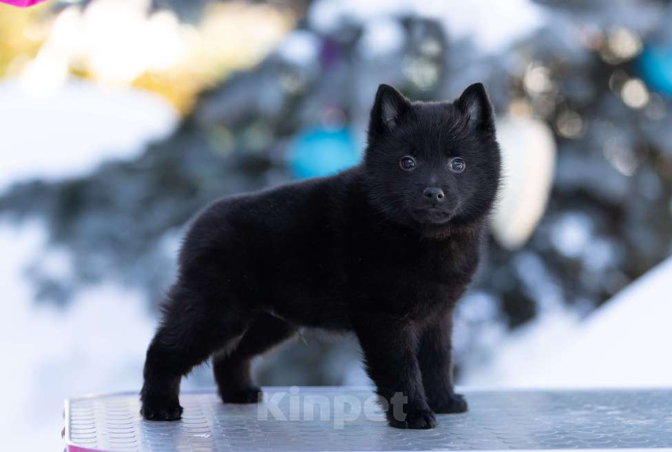 Собаки в Пушкино: щенки схипперке Мальчик, 70 000 руб. - фото 1
