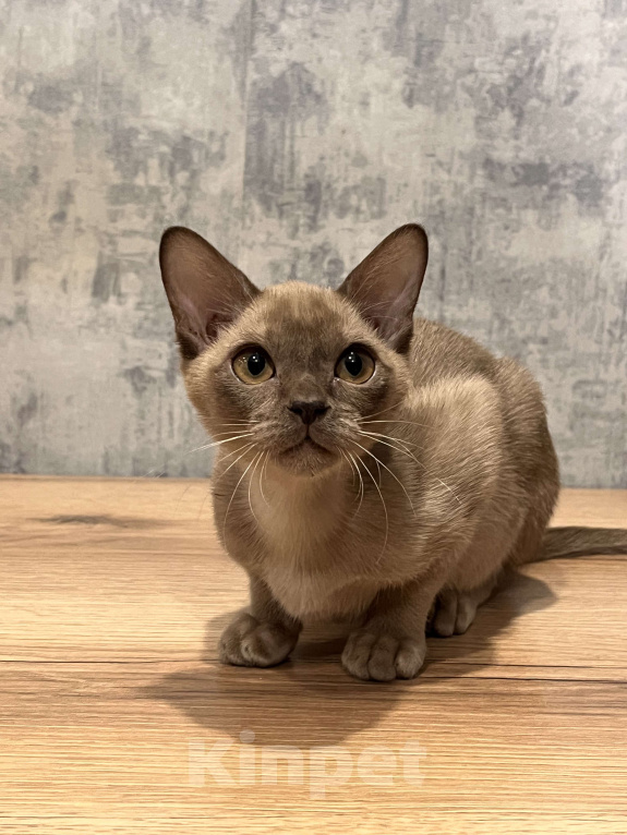 Кошки в Казани: Европейская бурма Мальчик, 60 000 руб. - фото 1