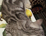 Кошки в Астрахани: Шотландская кошечка 3.5мес, 1 000 руб. - фото 2