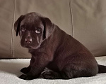 Собаки в Зеленограде: Лабрадор щенок шоколадный девочка РКФ Девочка, 60 000 руб. - фото 1