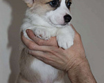Собаки в Сочи: Щенки Вельш-корги Мальчик, 50 000 руб. - фото 2