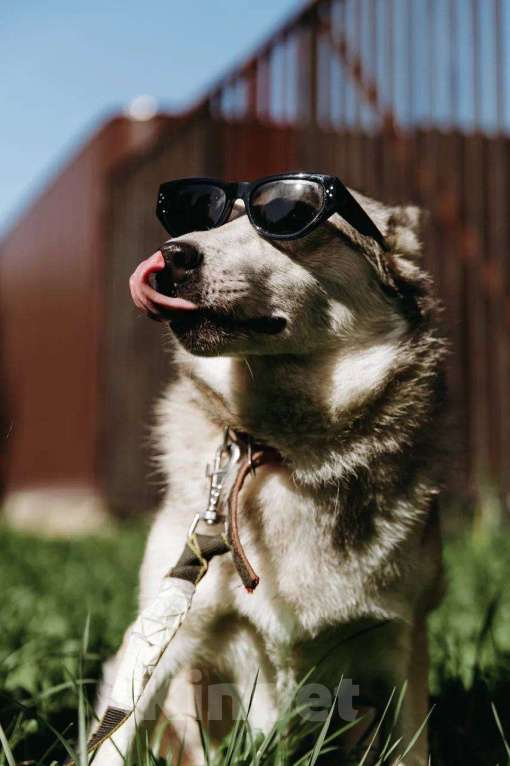 Собаки в Москве: Идеальная квартирная хаски Хасенька! Девочка, 1 руб. - фото 2