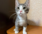 Кошки в Санкт-Петербурге: Котенок девочка Дани Девочка, Бесплатно - фото 1