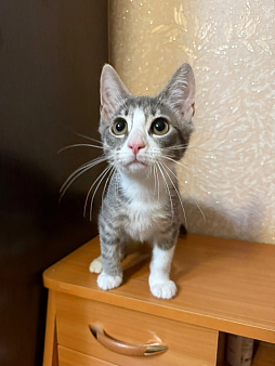 Котенок девочка Дани