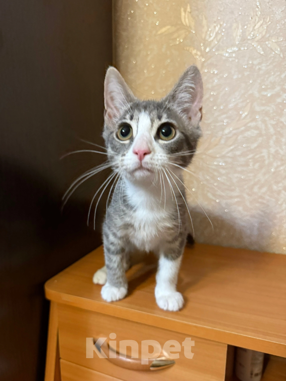 Кошки в Санкт-Петербурге: Котенок девочка Дани Девочка, Бесплатно - фото 1