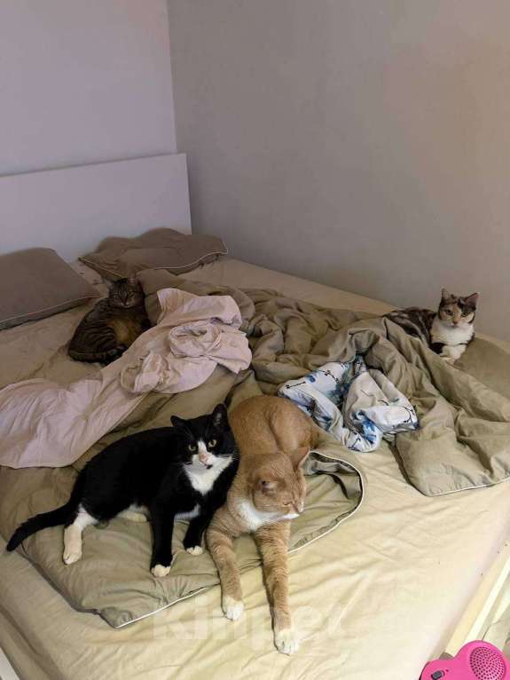 Кошки в Москве: Альпинист- кот оптимиста Мальчик, Бесплатно - фото 4