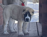Собаки в Москве: Алабай, среднеазиатская овчарка Мальчик, 80 000 руб. - фото 1