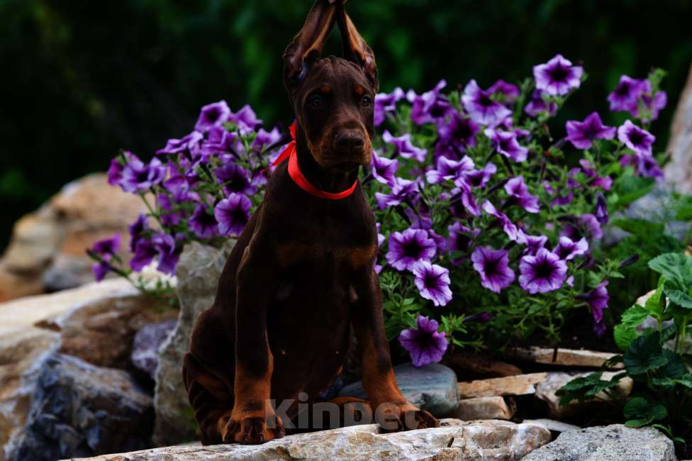 Собаки в Екатеринбурге: Щенки добермана с документами Мальчик, 50 000 руб. - фото 3