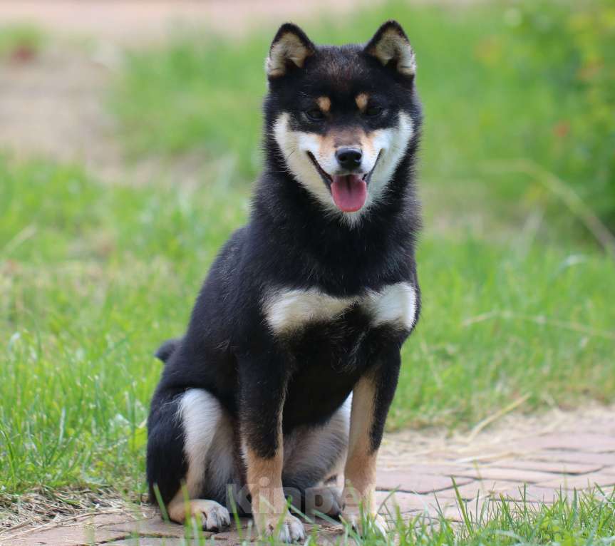 Собаки в других городах Тверской области: Девочка Сиба Девочка, 15 000 руб. - фото 1