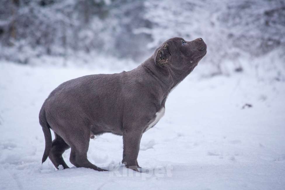 Собаки в других городах Московской области: Американский булли Мальчик, 130 000 руб. - фото 4