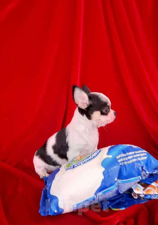 Собаки в Краснодаре: Щенок Чихуахуа, 1 руб. - фото 1