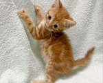 Кошки в Москве: Рыжий мраморный котенок в дар Мальчик, Бесплатно - фото 3