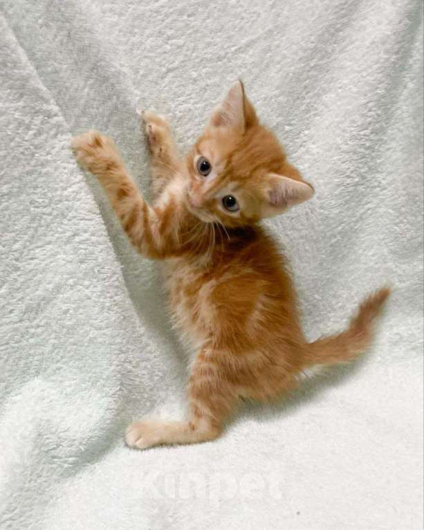 Кошки в Москве: Рыжий мраморный котенок в дар Мальчик, Бесплатно - фото 3