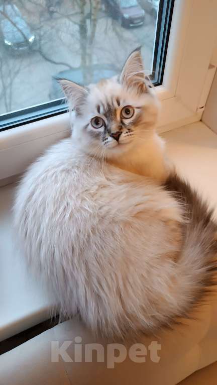 Кошки в Санкт-Петербурге: Невский маскарадный котенок Мальчик, 45 000 руб. - фото 5