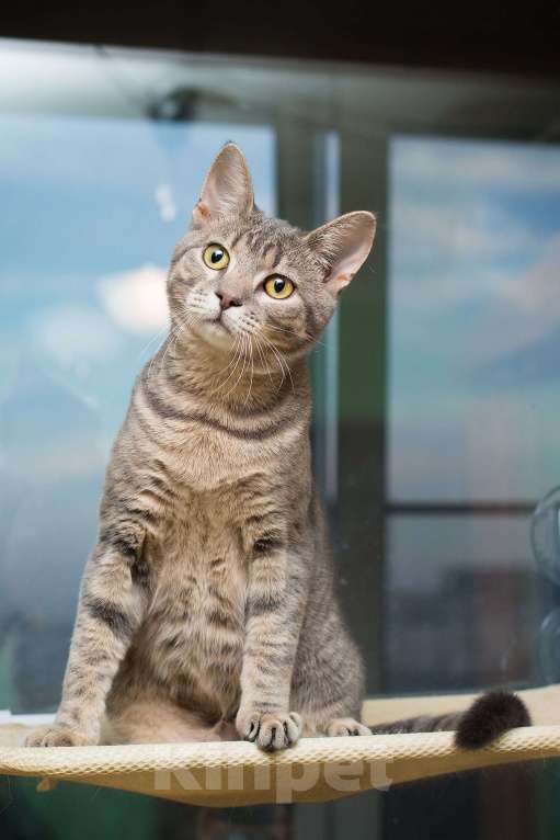 Кошки в Москве: Красавец серо-голубой котик-подросток Костя в добрые руки Мальчик, 1 руб. - фото 8