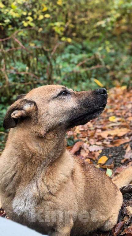 Собаки в других городах Краснодарского края: Гоча из приюта Поводог Сочи (отправим в любой город) Мальчик, Бесплатно - фото 8