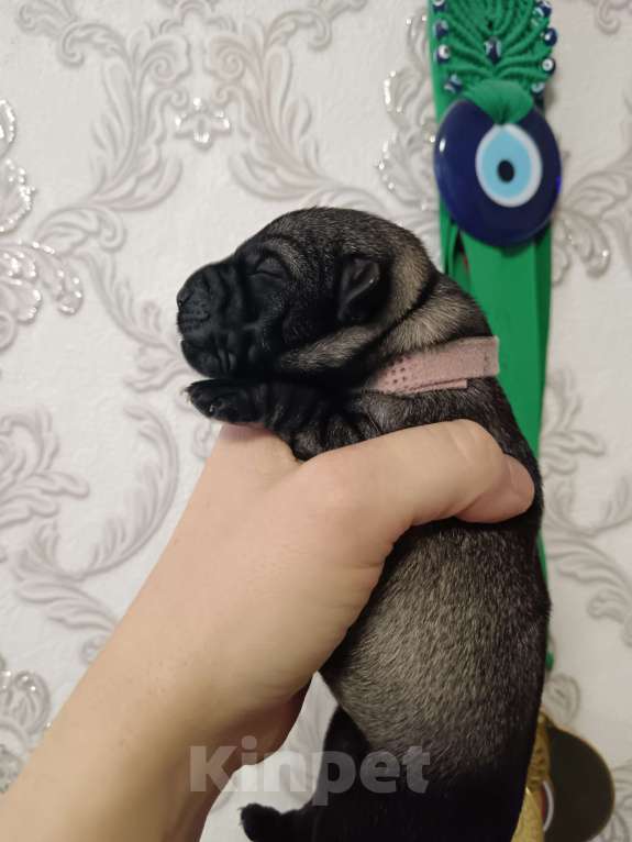 Собаки в Санкт-Петербурге: Шнауцер Средний  Девочка, 45 000 руб. - фото 2