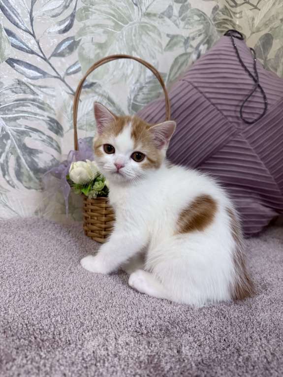 Кошки в Москве: Шотландский короткошерстный котенок Девочка, 65 000 руб. - фото 1