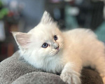 Кошки в Москве: Малышки Рэгдолл Девочка, 35 000 руб. - фото 2