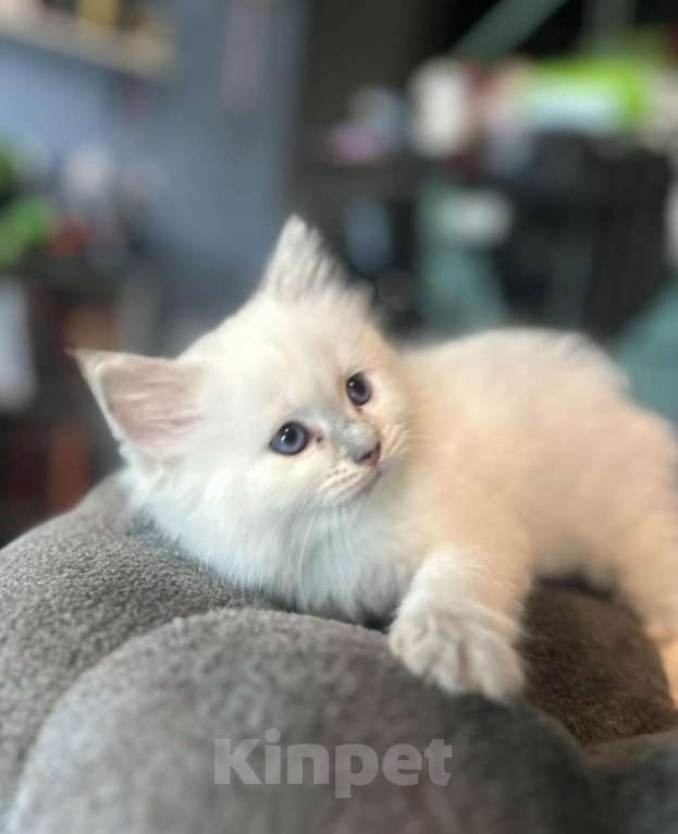 Кошки в Москве: Малышки Рэгдолл Девочка, 35 000 руб. - фото 2