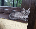 Кошки в Москве: Котята Шотландские  Девочка, 5 000 руб. - фото 8