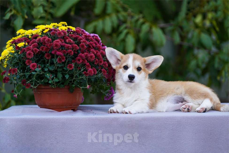 Собаки в других городах Воронежской области: Гото Предестинация Халва Девочка, 60 000 руб. - фото 2