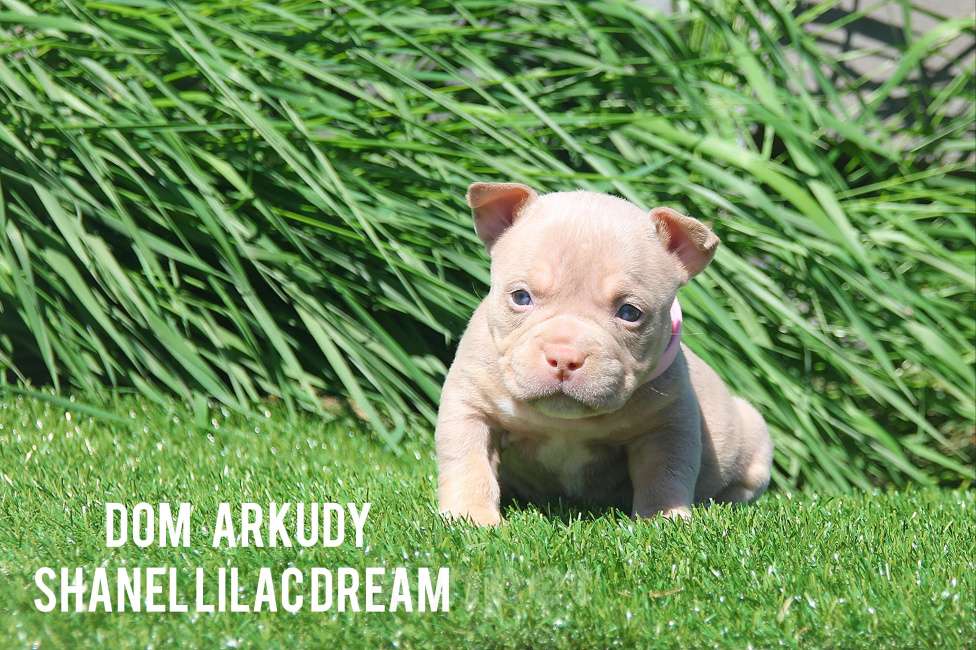 Собаки в Саратове: Лиловое чудо  Девочка, 100 000 руб. - фото 3