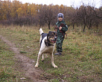 Собаки в Видном: Ра, 2 года Мальчик, Бесплатно - фото 9